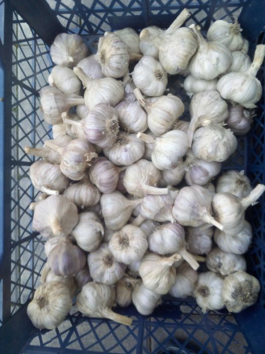 Czosnek Harnaś 60 sztt