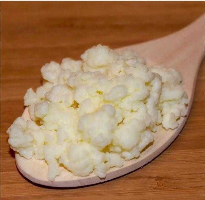 Vendo Kefir de Leite