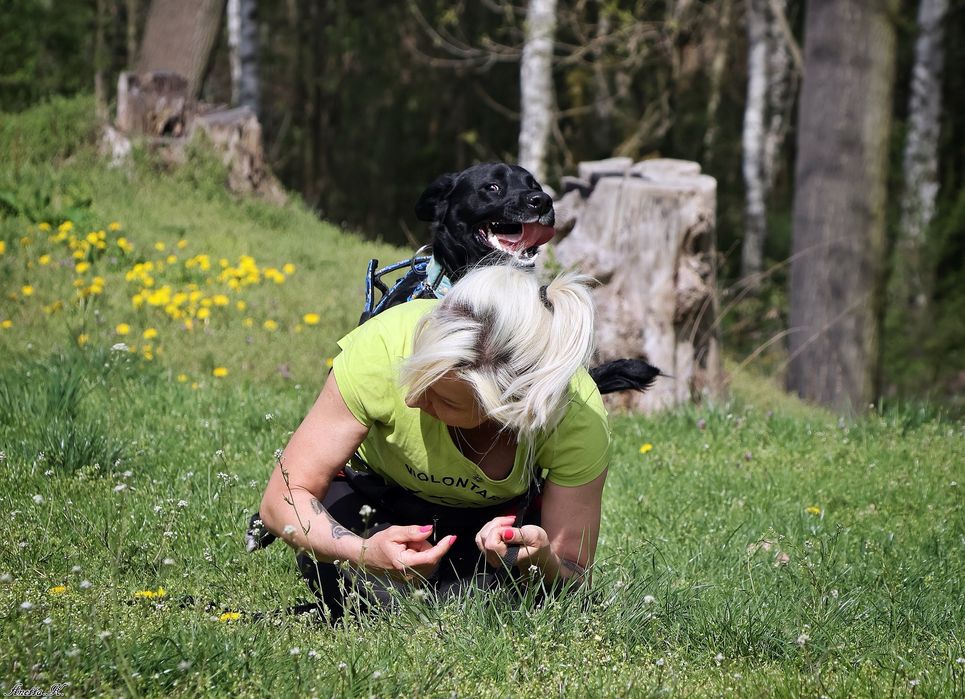 Młody i aktywny Mailo szuka domu