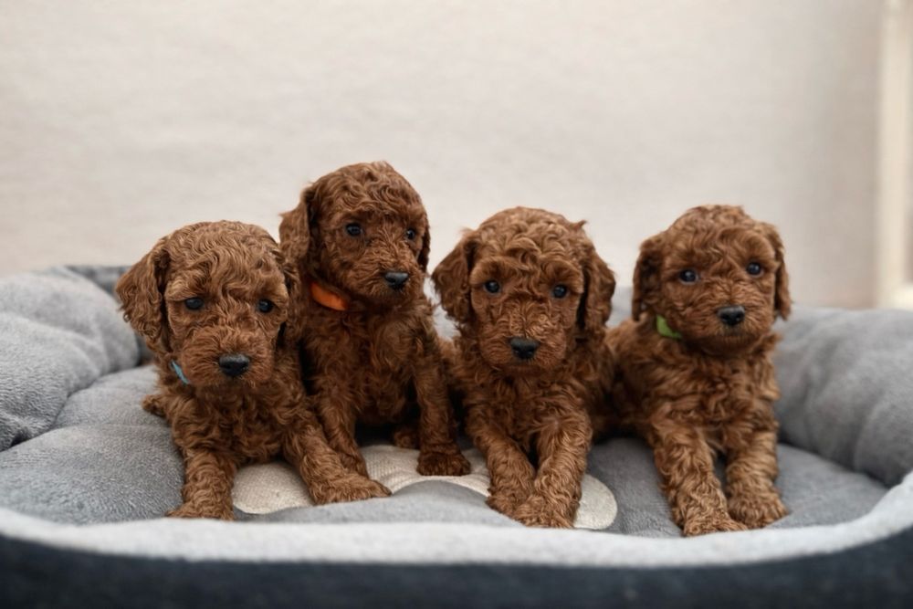 Pudel miniatura piękny Chłopiec RED