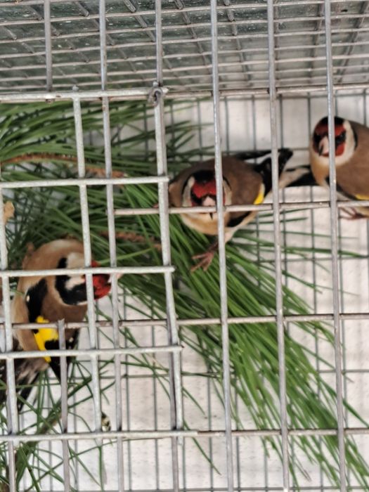 Aves diversas disponíveis