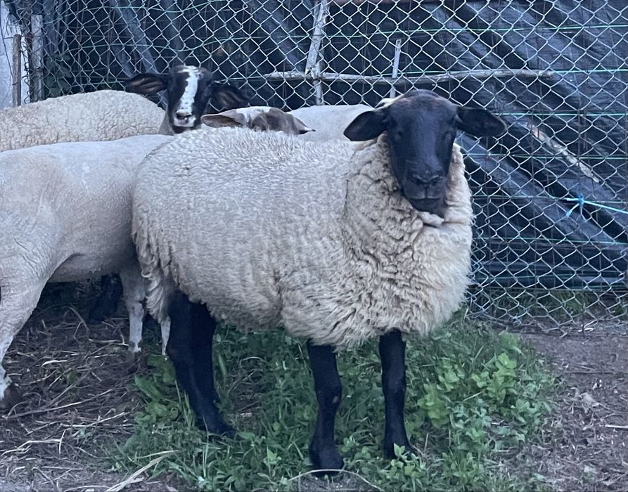 Ovelhas da raça suffolk prenhas