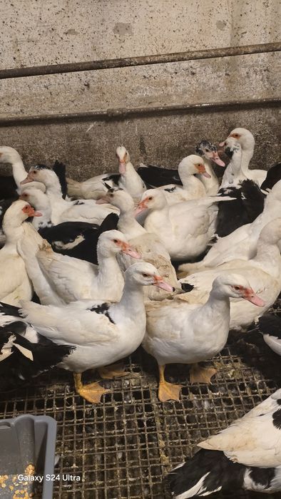 Vendo patos mudos, bravos e corredores e garnizos