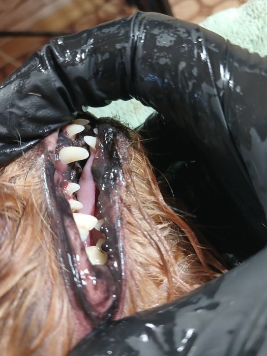 Грумінг собак та котів. Харків