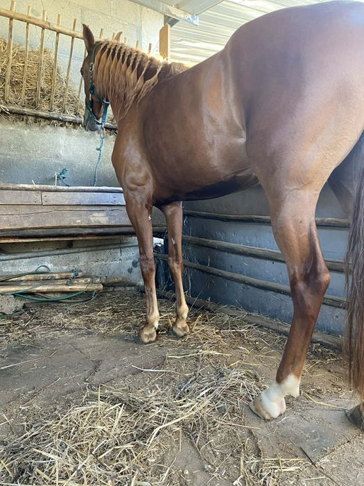 Para venda égua lusitana pura