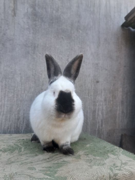 Кролики каліфорнія