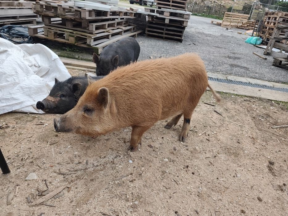 Porca vietnamita prenha