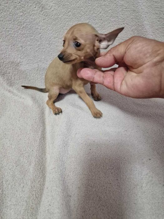 Pinscher miniatura
