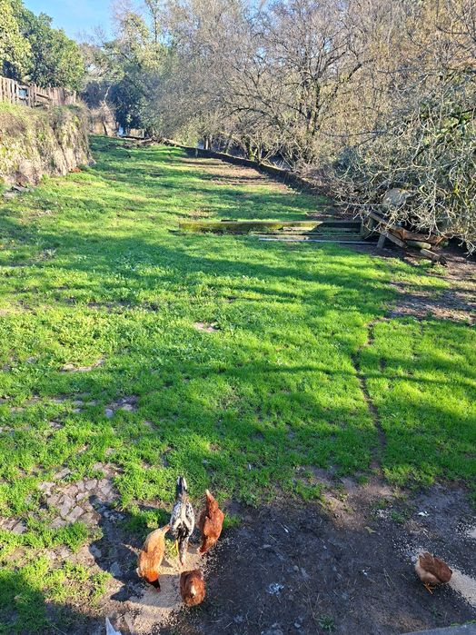 Ovos caseiros galinhas soltas