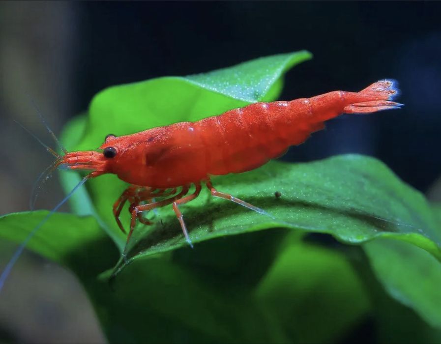 Camarões Neocaridina