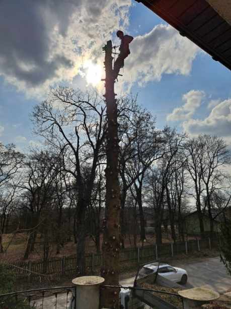 Arborystycznie wycinka rębak pielęgnacja zieleni