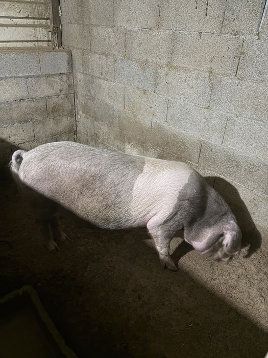 Porca bisara prenha