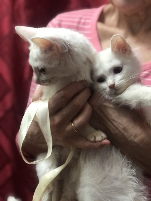 Кошенята підлітки в люблячу родину
