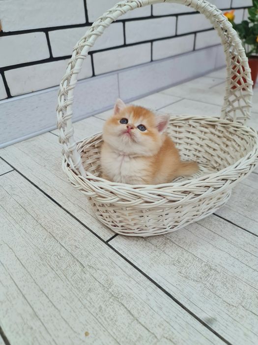Кішечка шотландської золотої шиншили