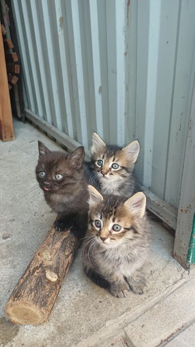 Котики і киця в добрі руки