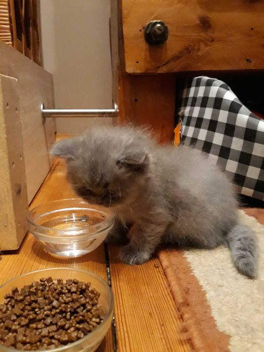 Kotka Brytyjska Niebieska Krótkowłosa z 5 pokoleniowym rodowodem