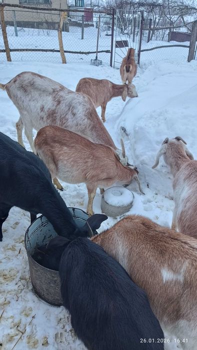 Англонубійські козички.