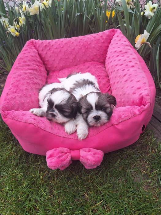 Już do odbioru pieski shih-tzu  wzorcowe mini