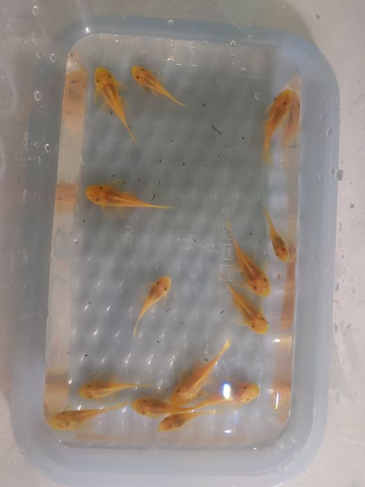 Zbrojnik L144 lemon blue eyes glonojad