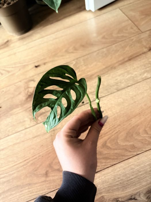 Monstera Monkey