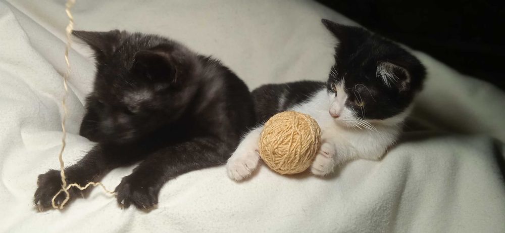 Віддам кошенят, отдам котят