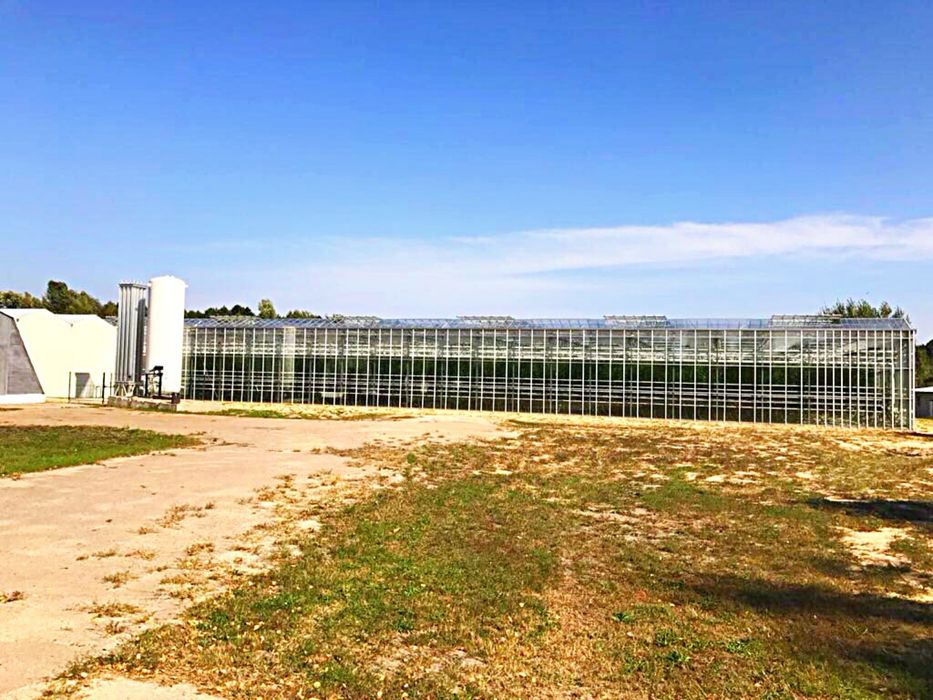 Готовий тепличний бізнес