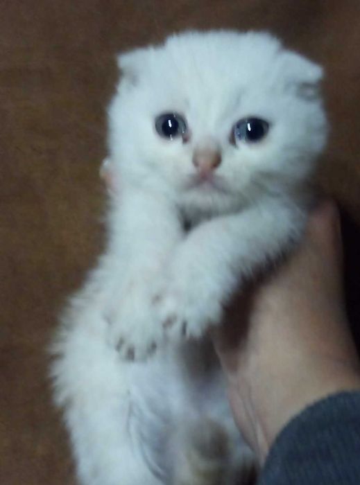 Вислоухий котенок Золотой шиншилла