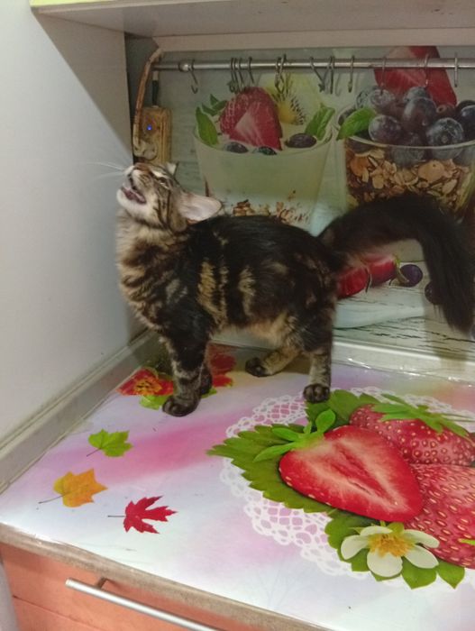 Котёнок Мэйн Куна