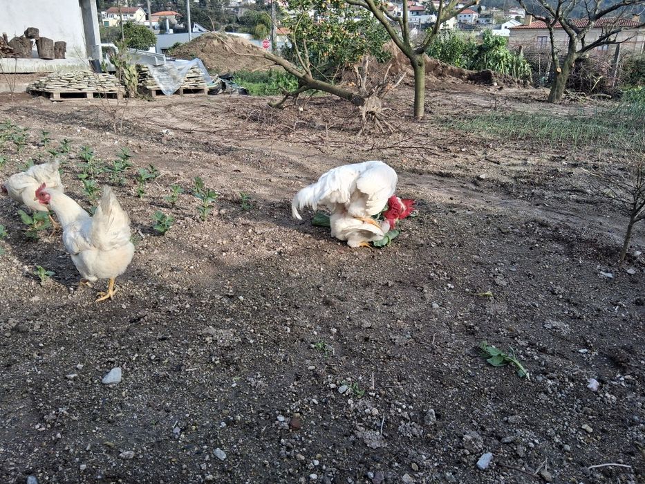 Ovos Galinha Preta Lusitânica