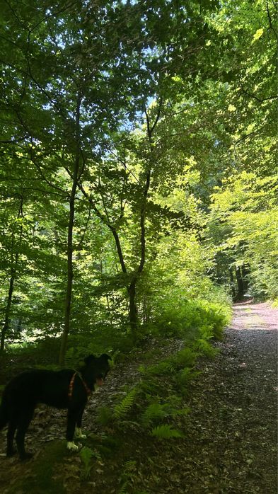 Suczka Lili 12 miesiecy