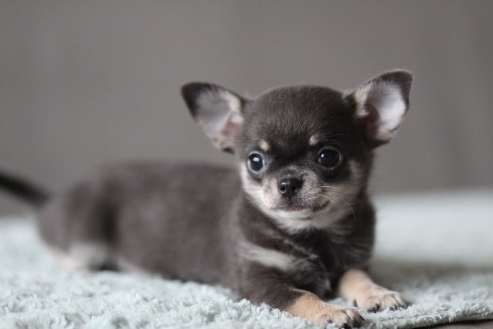 *** Chihuahua krótkowłosa suczka**