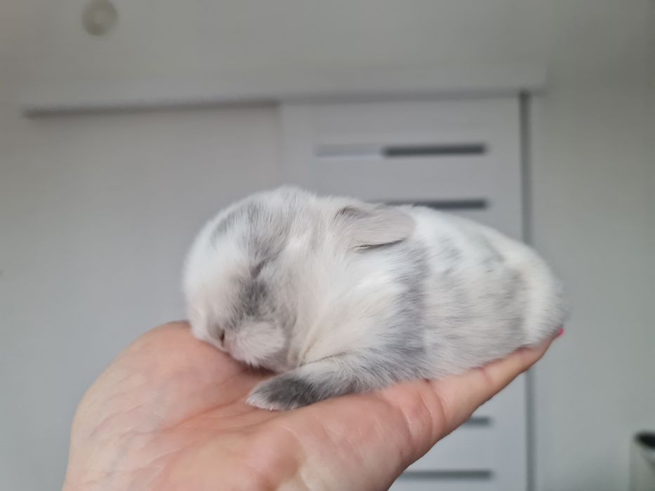 Mini lop królik króliczek miniaturka hodowla transport