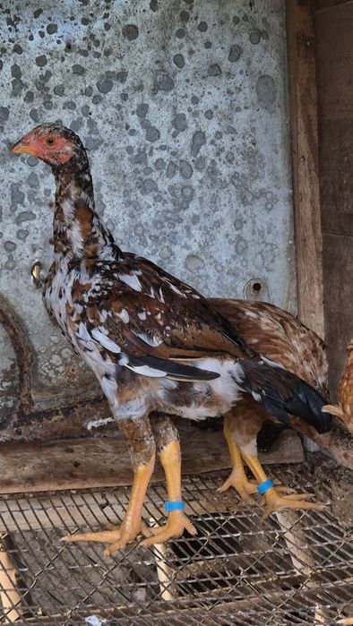 Indíos gigante para venda