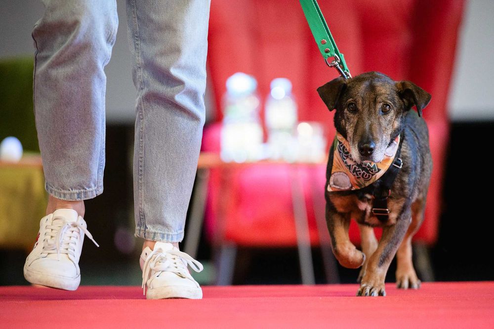 Bolek mały jamnikowaty pies z domu tymczasowego