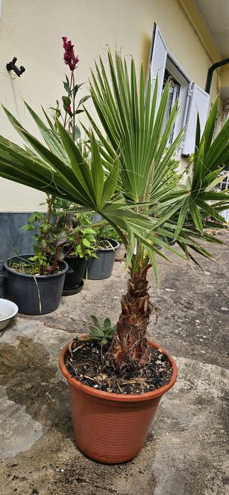 Palmeira criada ao ar livre