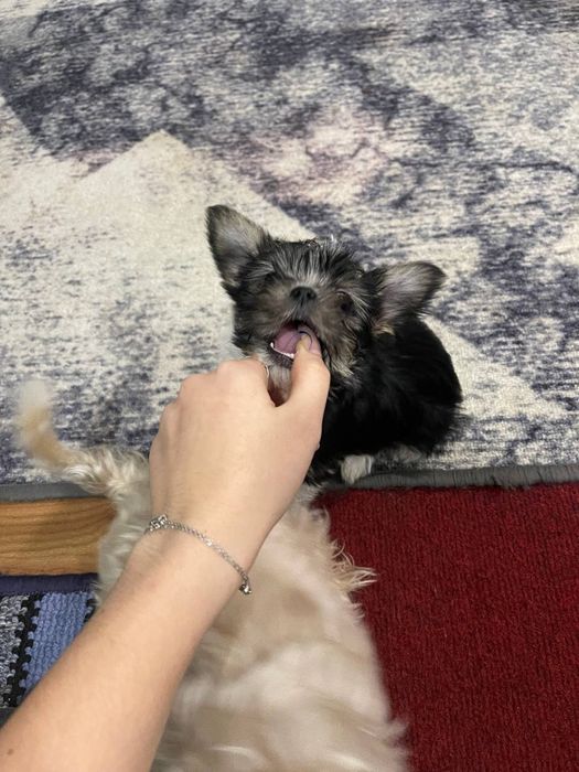 Продається собака міні йорк