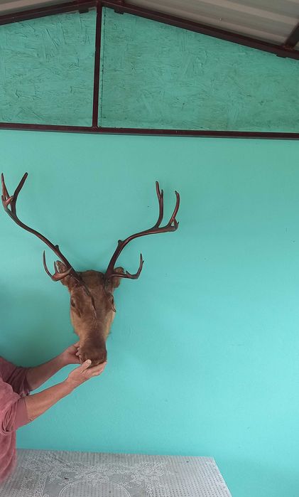 Продам шикарну голову оленя
