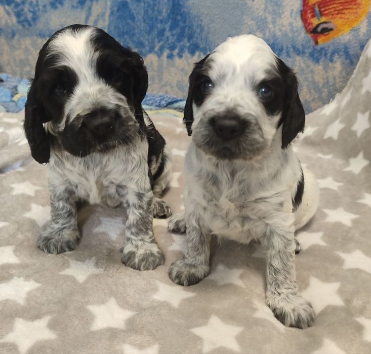 Мисливський спаніель