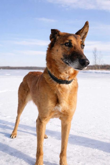 Bajkał - przyjaciel do adopcji