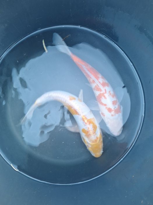 Sprzedam karp koi
