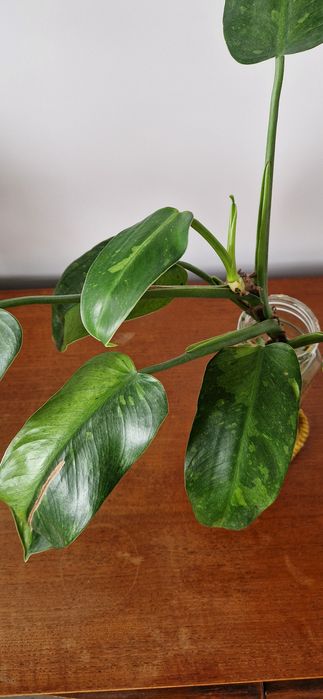 Philodendron jose buono sadzonka pędowa
