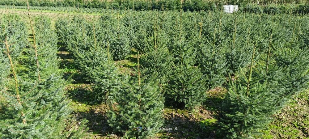 Świerk serbski, własna plantacja kopane z gruntu choinki żywopłot