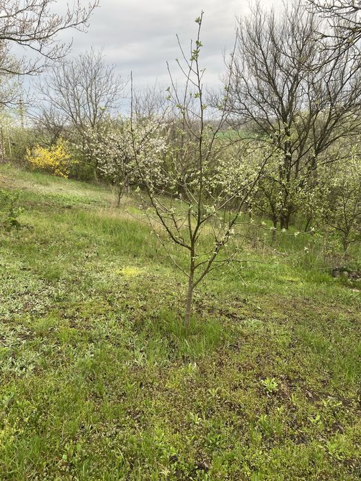Продам дачу на березі річки