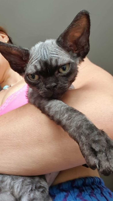 Kot Devon Rex Kociak Devon Devonek Rex Kociak