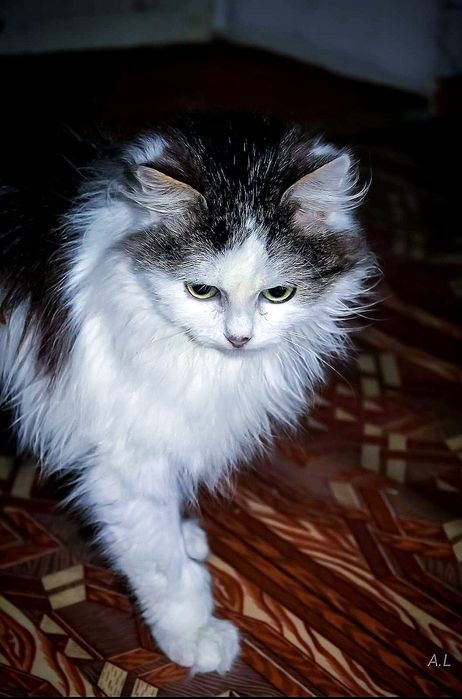 Кошенята в добрі руки