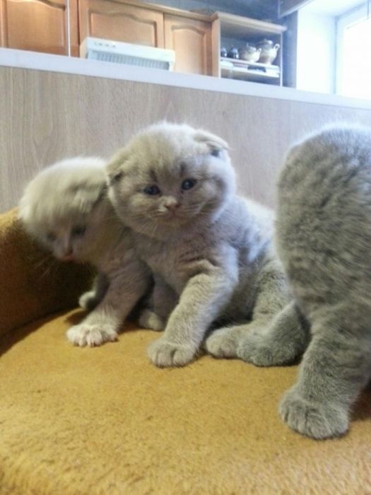 Шотландский прямоухий кот приглашает на вязку