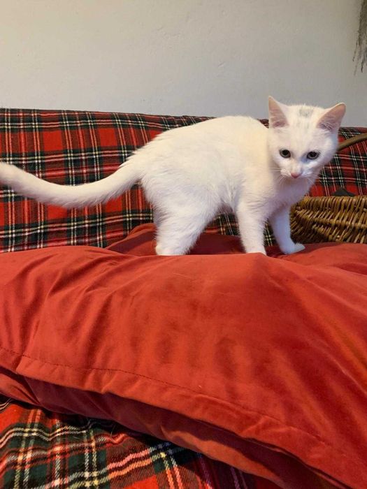 5 miesieczna sliczna koteczka do adopcji