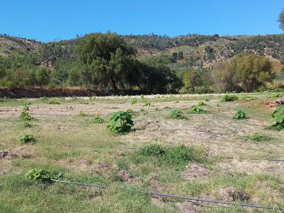 Terreno de 1,3 Ha com Ribeiro e Viabilidade de Construção