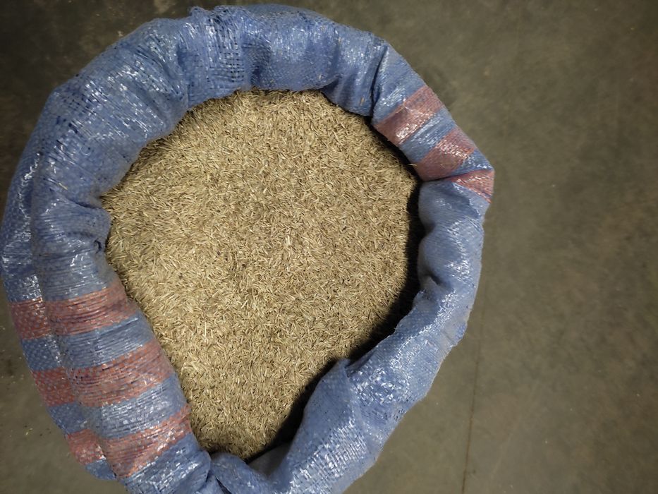 Mieszanka traw zbiór 2025