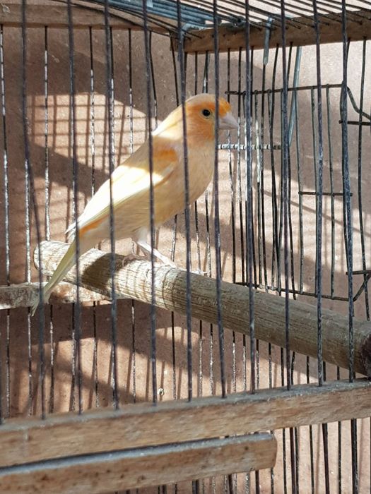 Клітки для канарейки.